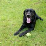 Tak kdo mi ten míček hodí??