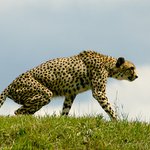 Gepard