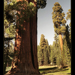 Sequoia Park I.