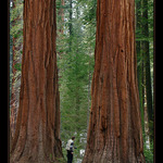 Sequoia Park II.