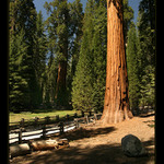 Sequoia Park III.