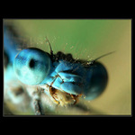 ... sidielko zubate ?!!? ...