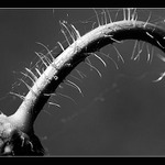 Ohýbám se ohýbám