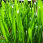 Skrytá slepičí kapka