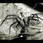 ...ARACHNOFOBIA...