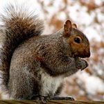 oriesky, to je moje!