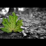 ČIERNOBIELOZELENÝ LES