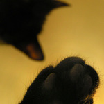 Sdružení kočičí tlapka