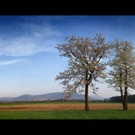 Třešně ruku v ruce hledíce do dáli