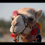 <B>...CAMELUS DROMEDARIUS...<hR>