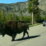 Dej přednost rohům...