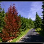 jak umírají stromy