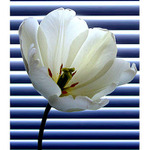 když se TULÍ PÁN III.