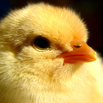 KUŘŘE: Tajemná tvář