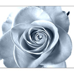 where the wild roses grow