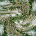 Tanec vetra s kvetinami