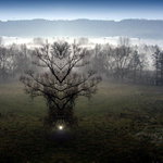 Strom, ktorý vie lietať