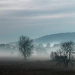 Ranná hmla na lúkach