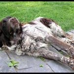 Kdopak mě to budí?????