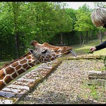 2 žirafy v zoo