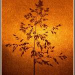 pozdrav alergikům:-) I