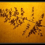 pozdrav alergikům:-) II