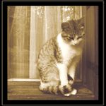 zátiší s kočkou (vlastně kocourem)