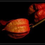 Jsem vubec k focení