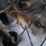 Jednou ten provaz konečně povolí...