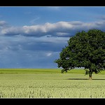 <b>.:Strom v obilí:.</b>