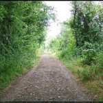 Lesní cesta