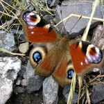 odpočinek na kameni...