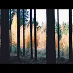 V tmavém lese za jasného slunce na pasece