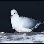 Silvestr 2004, 22hod, Karluv Most