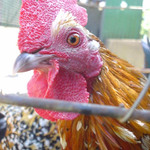 Kohutik Jarabi