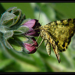 <b>MOTÝLÍ MLSÁNÍ...</b><hr> <b>