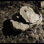 <b>JIN JANG...</b><hr> <b>