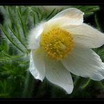 <b>KONIKLEC CHLUPATÝ...</b><hr> <b>