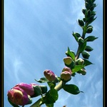 Digitalis