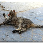 Mačka Sisa Lieskovská