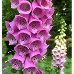 Náprstník- Digitalis purpurea