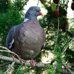 náš největší holub - holub hřivnáč