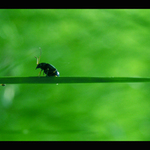 Připomínáš brouka...