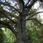 Jsem z toho na vetvi