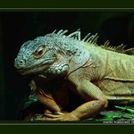 leguan