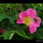 Ešte neopelená divá ruža