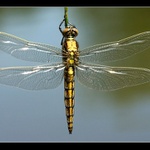 Orthetrum cancellatum - Female