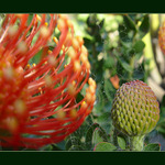 v zajeti pavuciny.....