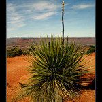 narrowleaf yucca