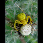 <b> - LOVEC - žltý Dodo</b>